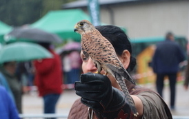 XIX Wielkie Grzybobranie w Długosiodle 56
