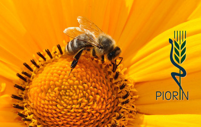 Zdjęcie do Chroń pszczoły i inne owady zapylające