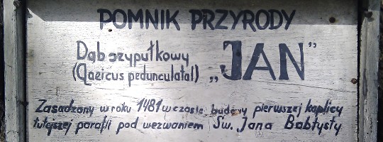 Dąb Jan - tabliczka