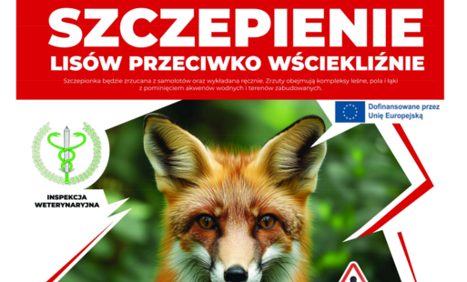 10-16 września - szczepienie lisów przeciwko wściekliźnie