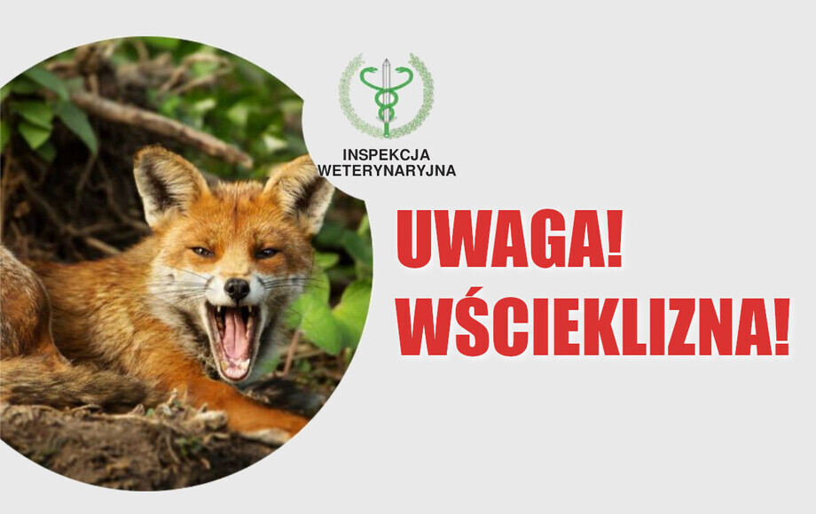 Ostrzeżenie przed zagrożeniem wścieklizną – zasady postępowania
