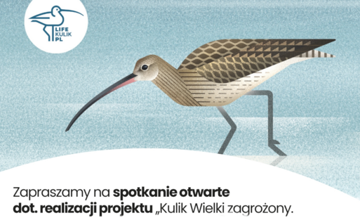 Spotkanie otwarte dot. ochrony kulika wielkiego 22 kwietnia 2026