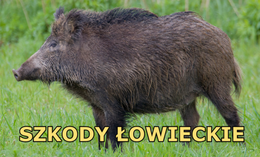 Informacja dotycząca zgłaszania szkód łowieckich